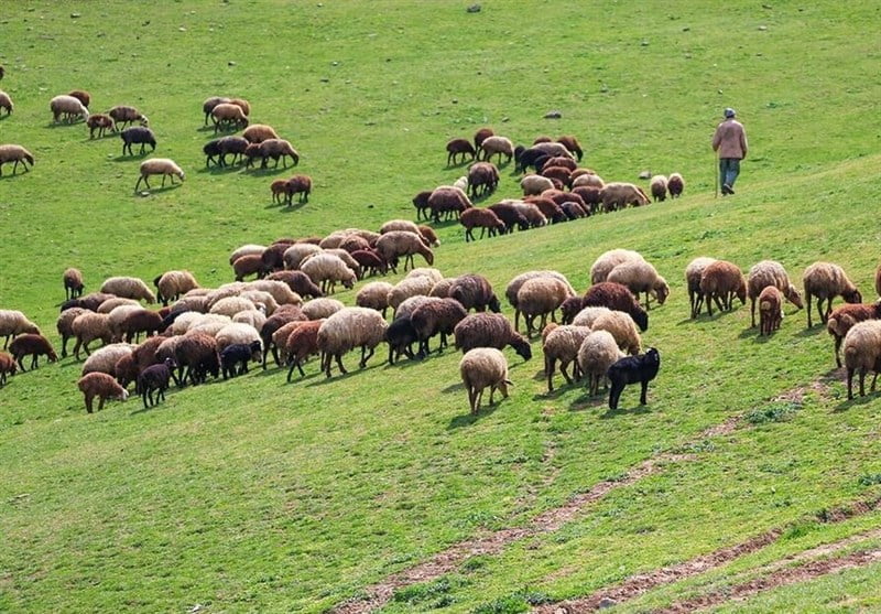 چرای غیرمجاز در دماوند