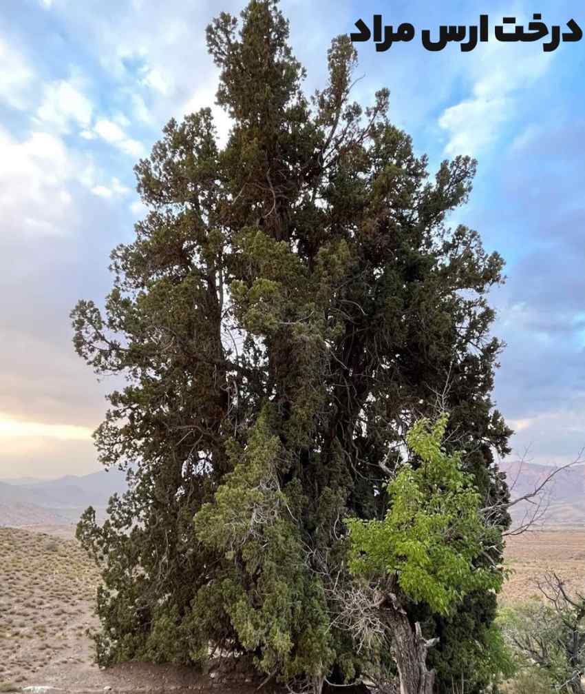  درخت اُرس مراد با قدمت بیش‌از ۳۰۰۰ سال در روستای کشکوئیه بخش ساردوئیه شهرستان جیرفت