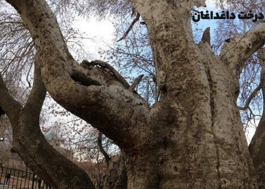 درخت کهنسال داغداغان روستای سیه‌بنوئیه