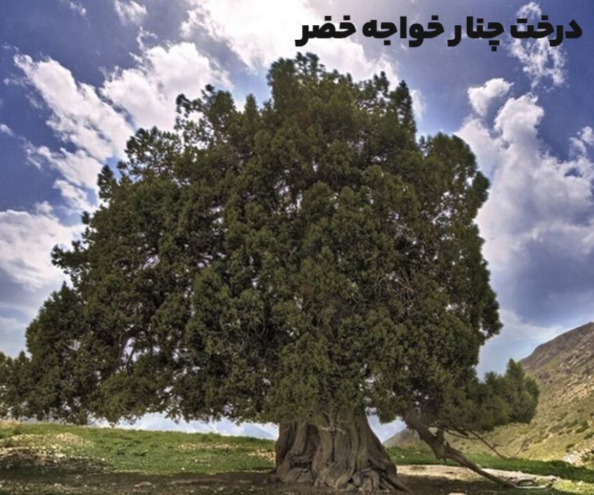 درخت چنار کهنسال خواجه‌خضر رابر
