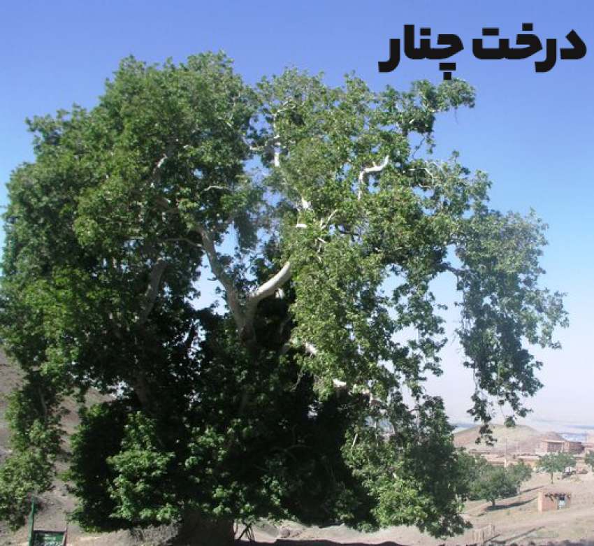 درخت چنار کهنسال باب هویز شهرستان زرند